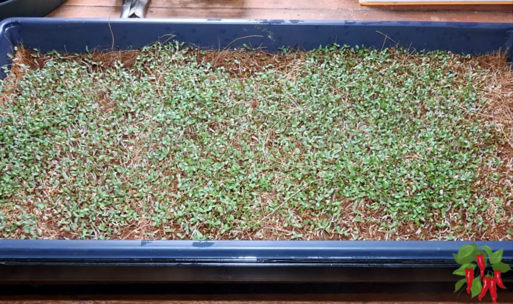 growing microgreens in a tray without soil