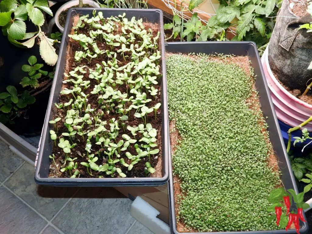 microgreens growing in trays