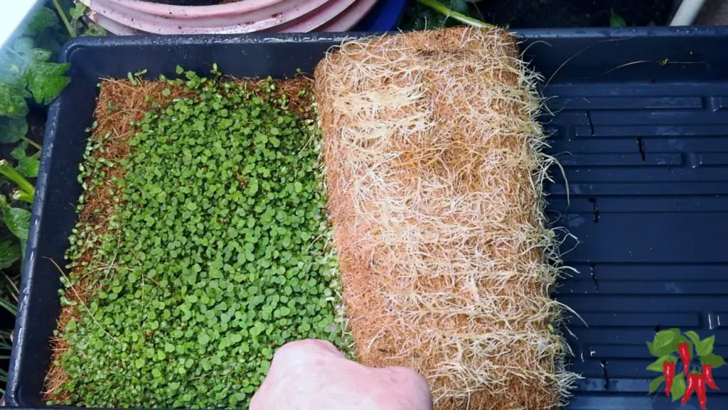 How To Grow Microgreens In Trays 