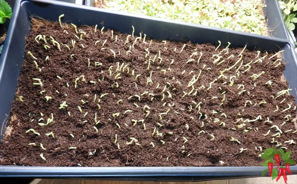 microgreens sprouting in coco coir