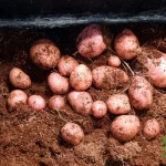 How To Grow Potatoes Indoors Without Soil