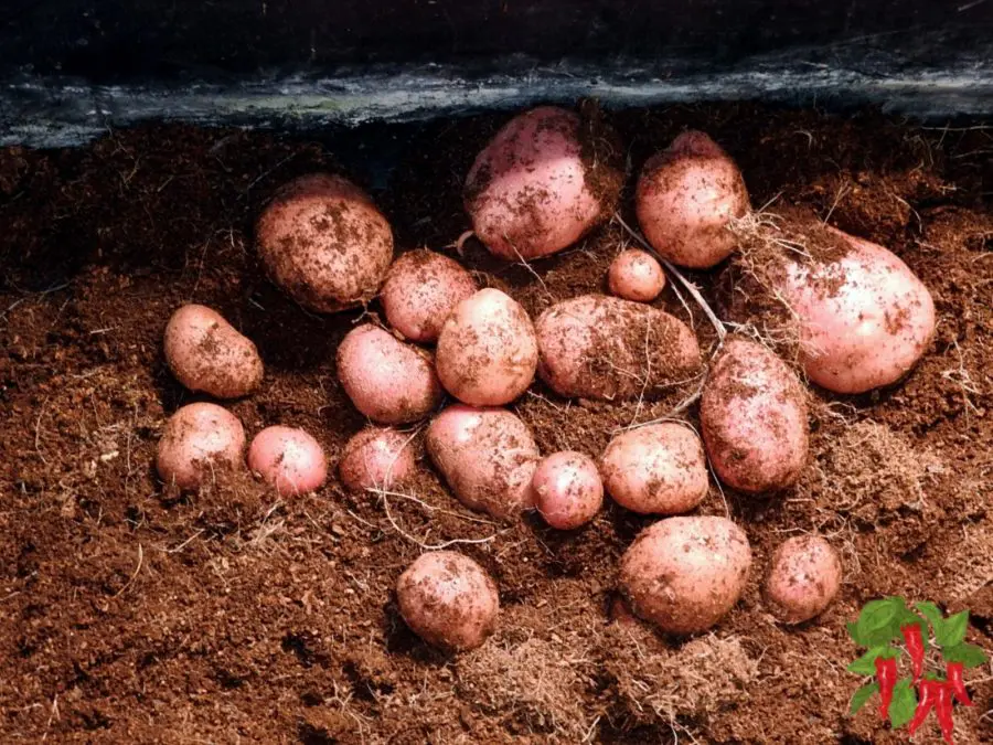 How To Grow Potatoes Indoors Without Soil