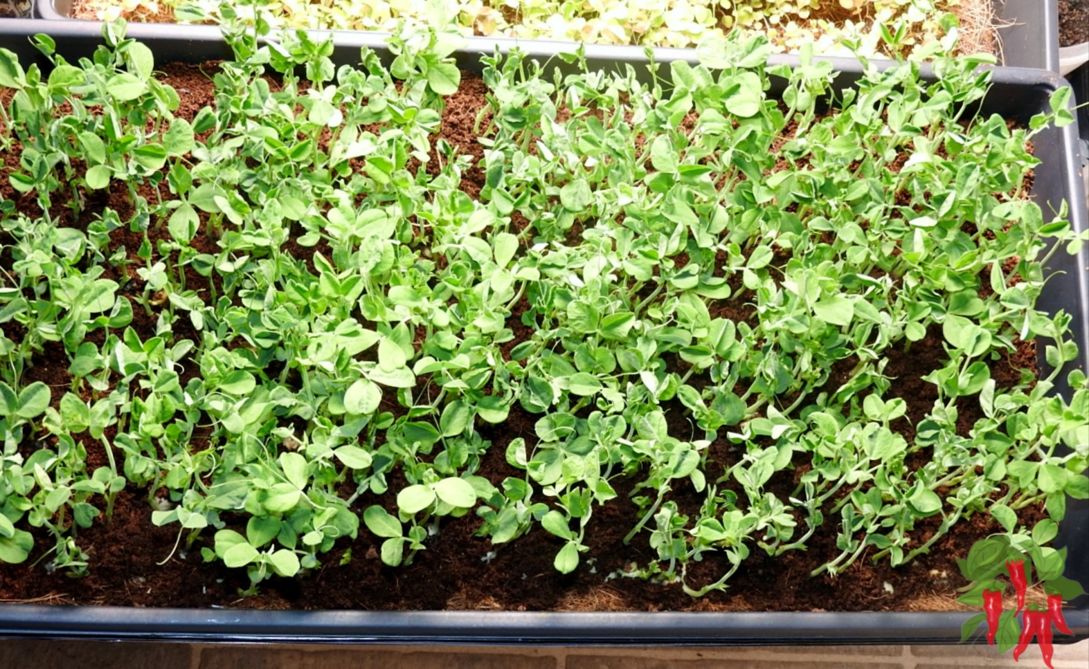 How To Grow Microgreens Indoors In Trays
