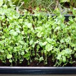 Growing Microgreens Inside