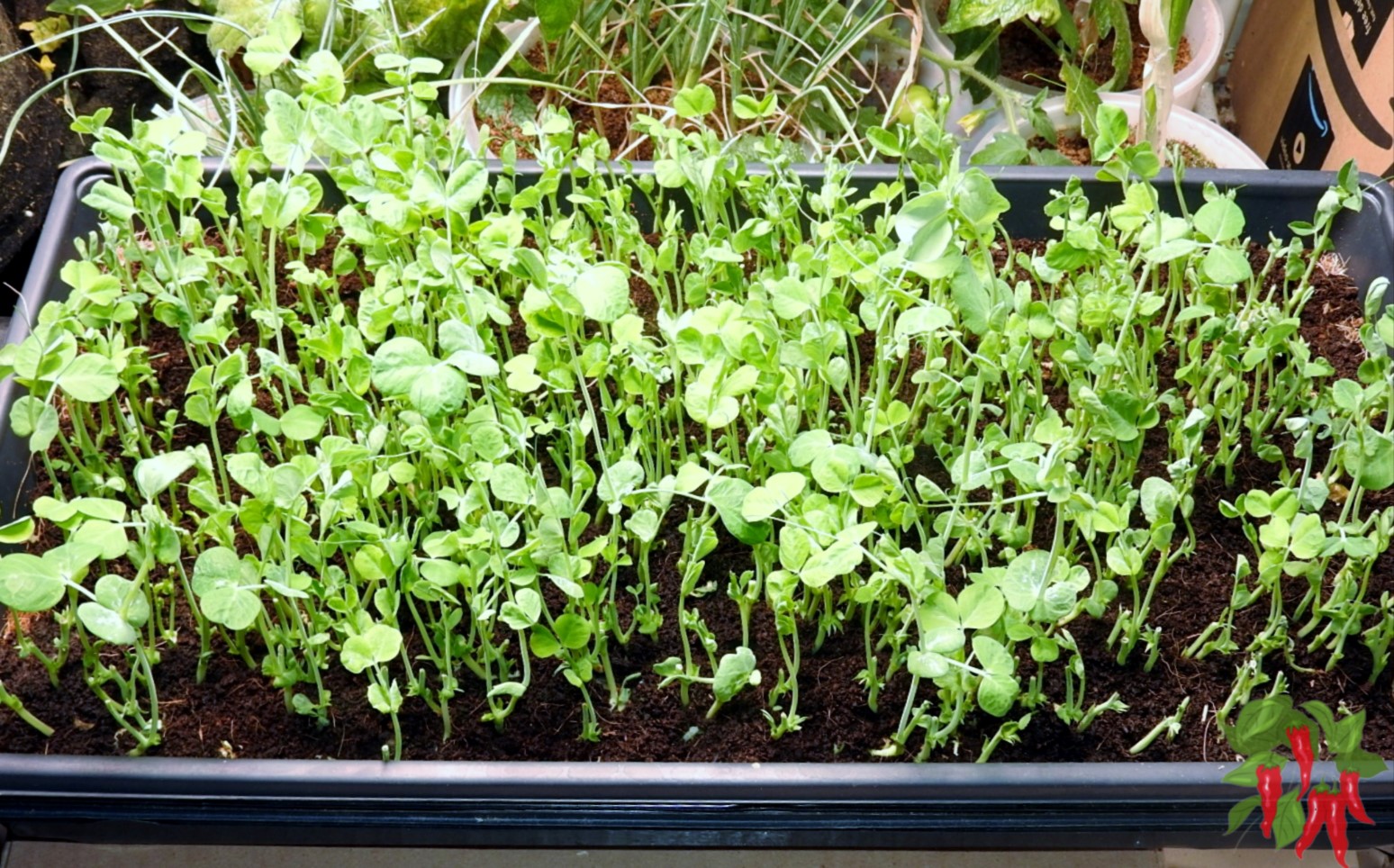 Growing Microgreens Inside