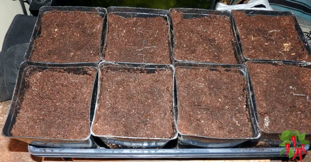 seeding baby spinach being grown in 5 inch pots