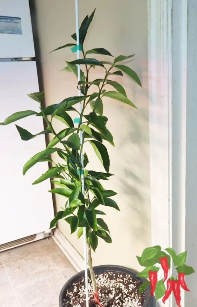 clementine orange tree