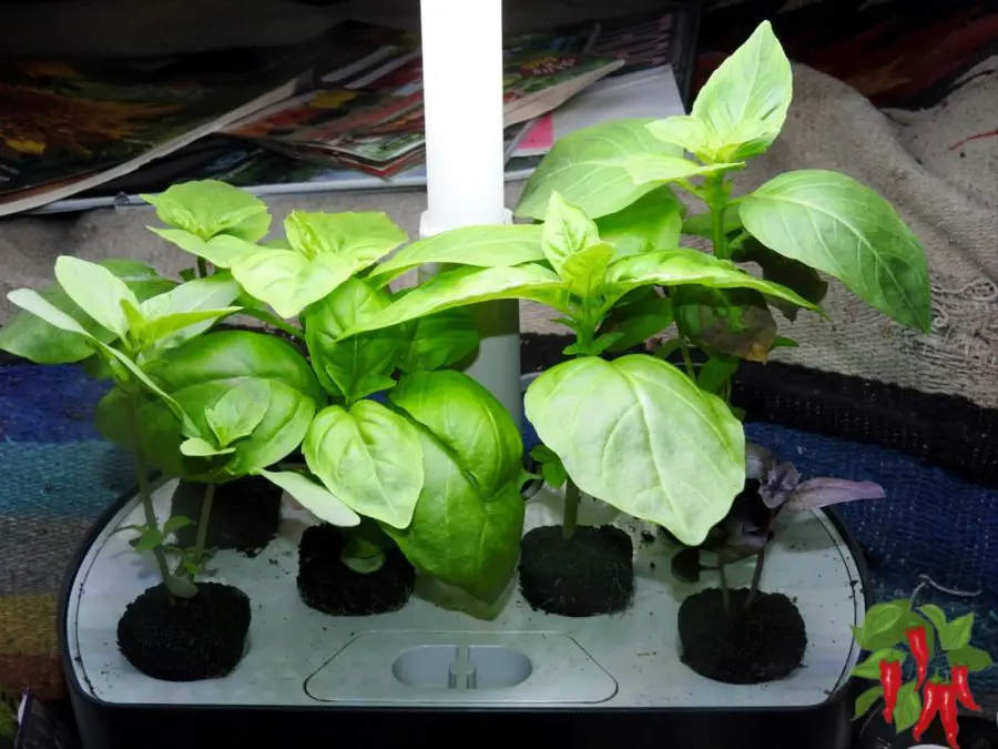 Growing Basil Hydroponically