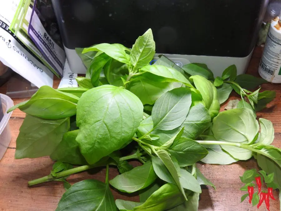 Harvesting Hydroponic Basil