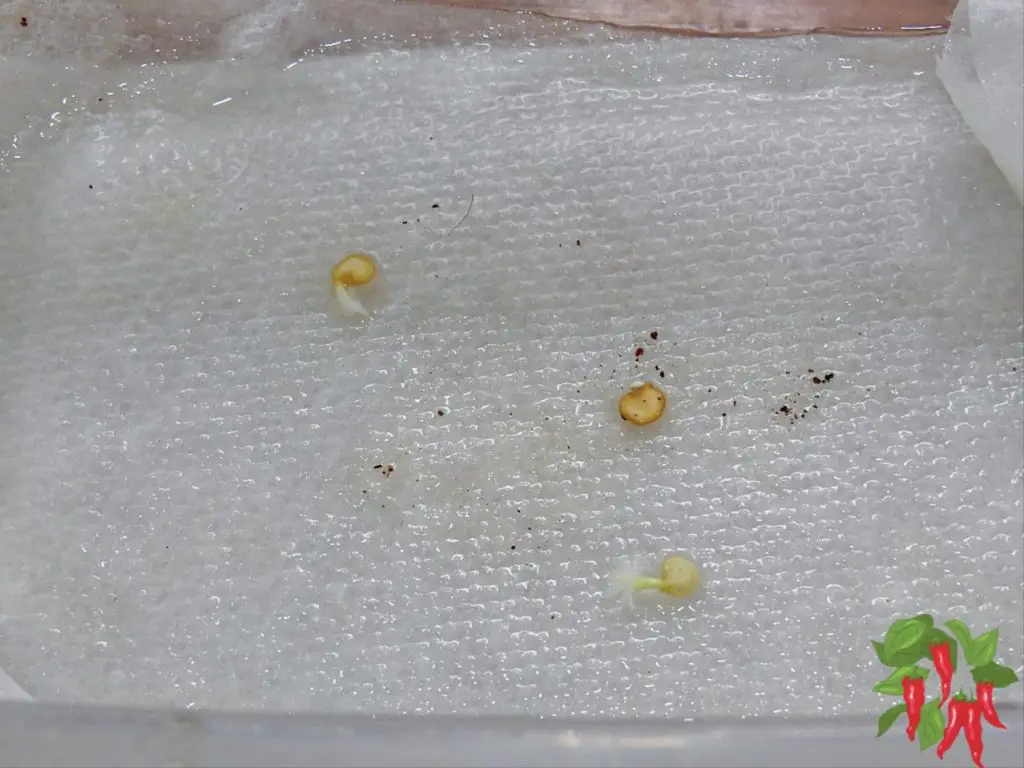 Germinating Pepper Seeds