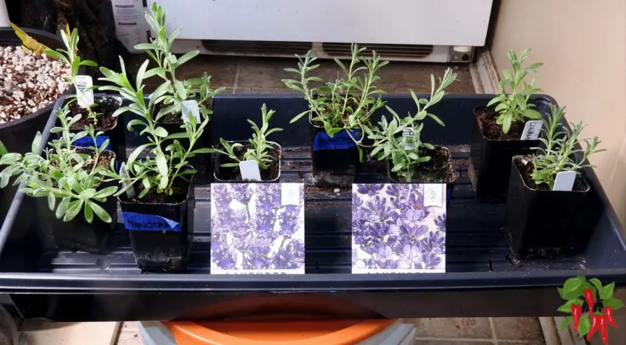 Selecting Suitable Containers - Young Lavender Plants