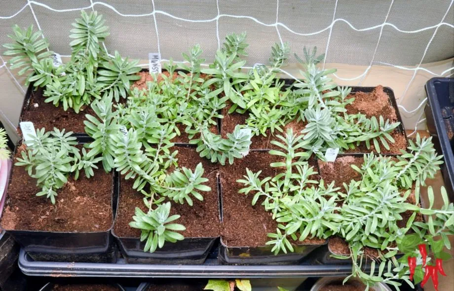 How To Grow Lavender in pots