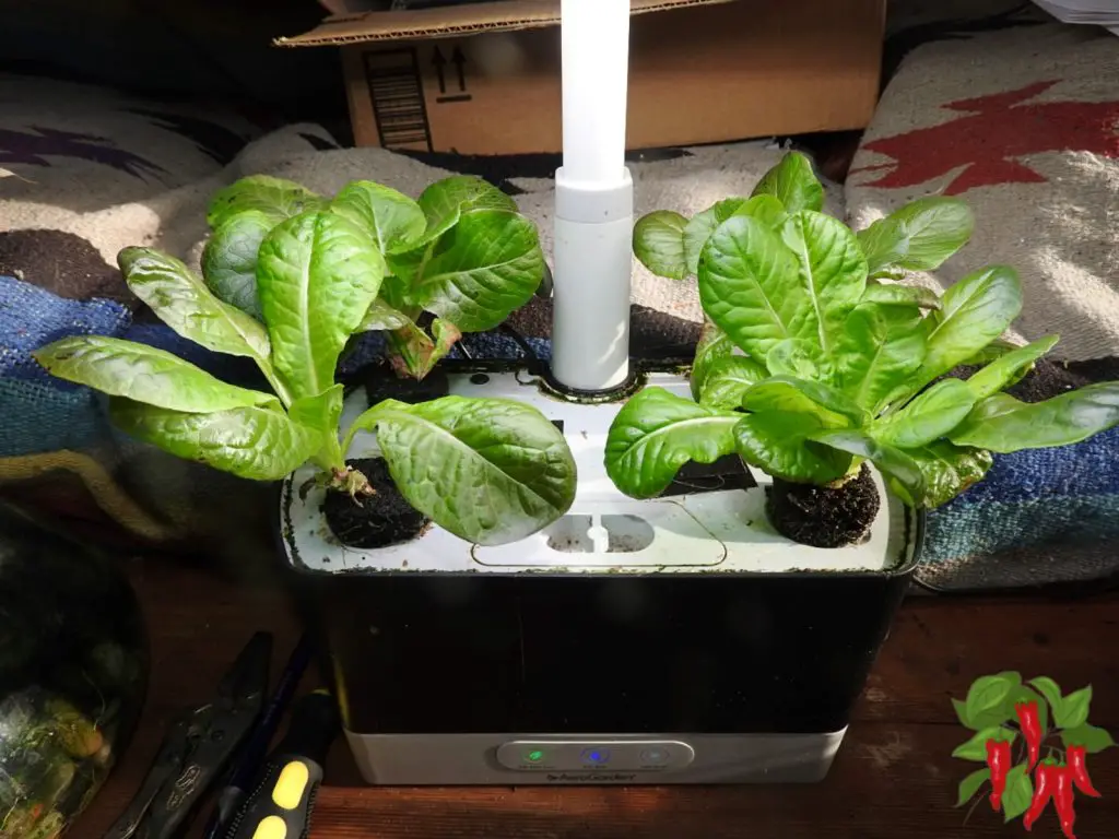 buttercrunch lettuce in my aerogarden