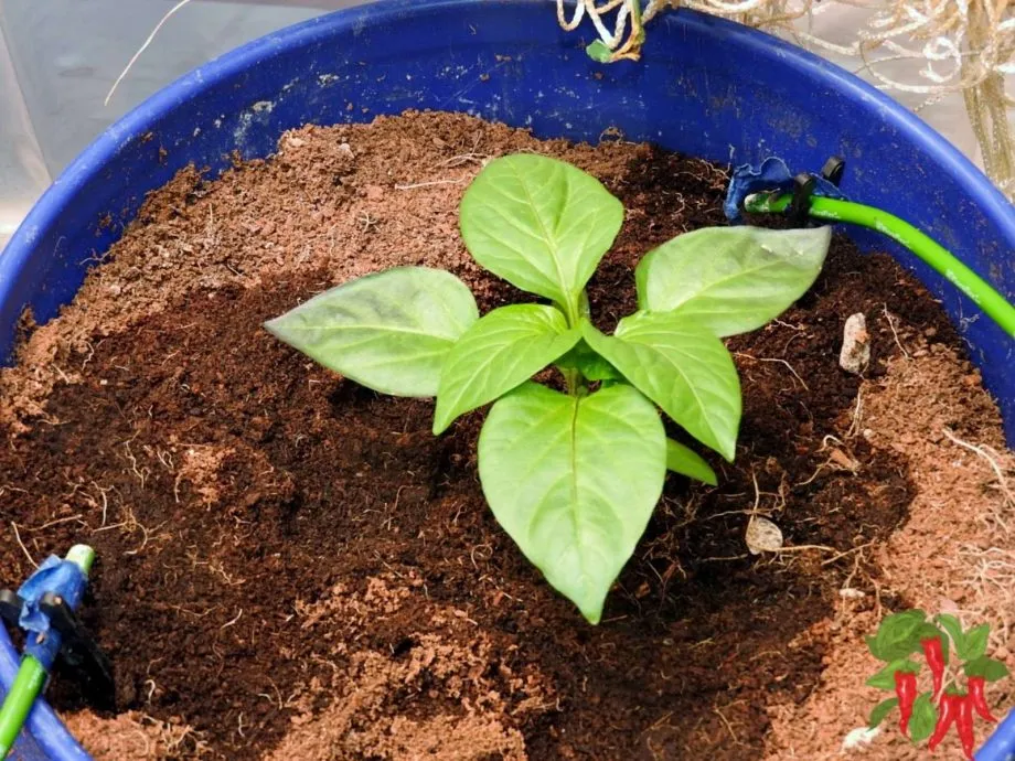 Hydroponic Peppers - Closet Grow
