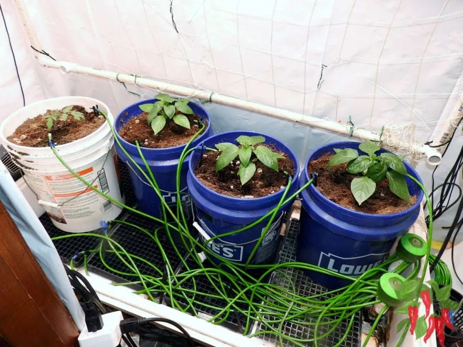 How To Set Up a Hydroponic System for Vegetables