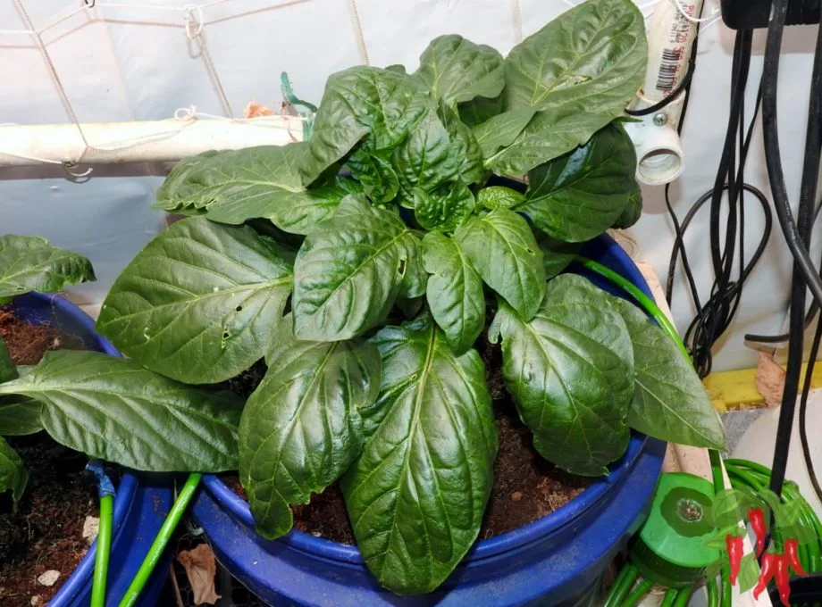 3-Week-Old Hydroponic Pepper Plant