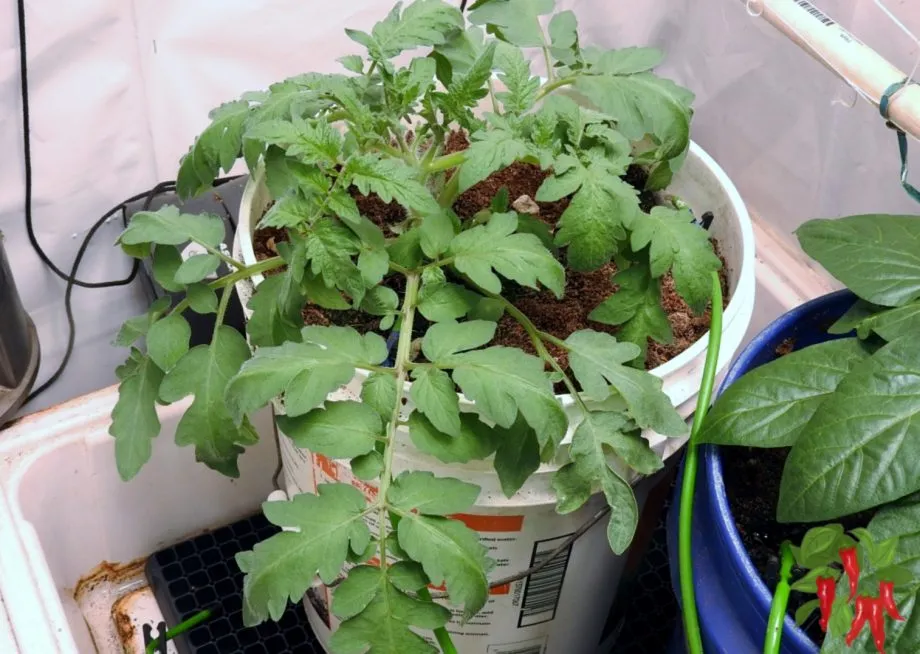 A 3-Week-Old Early Girl Tomato Plant