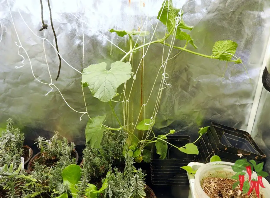 volunteer cantaloup plant