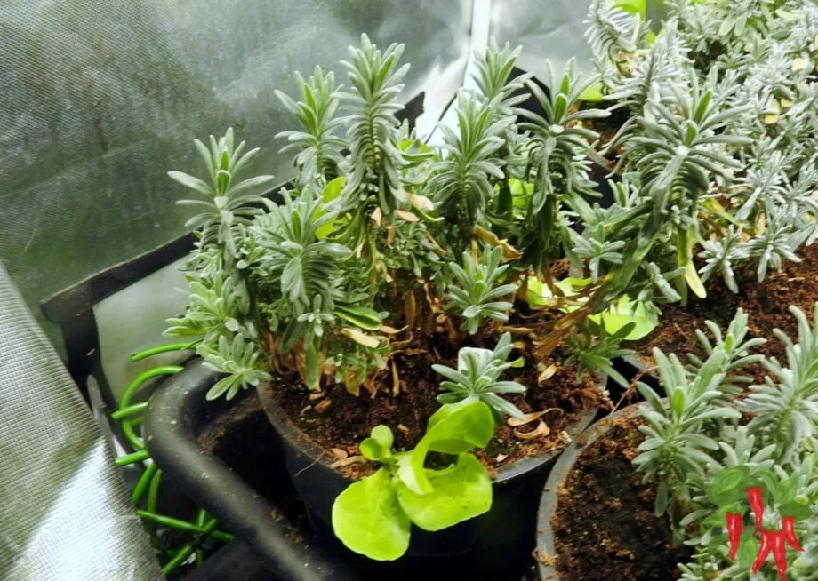 DIY Flood and Drain System - Growing Lavender Indoors