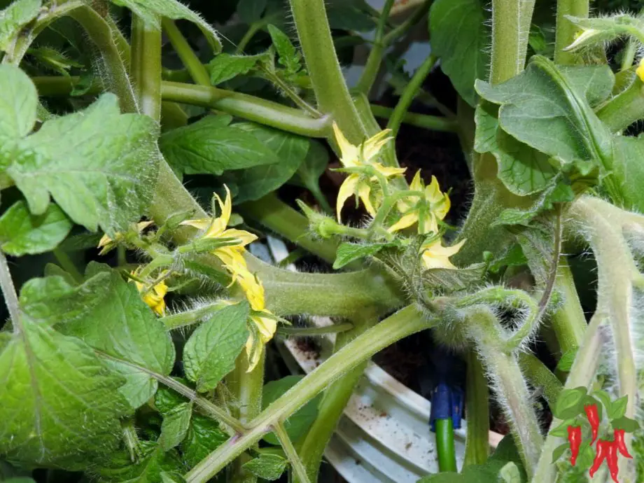 Early Girl Tomato flowering