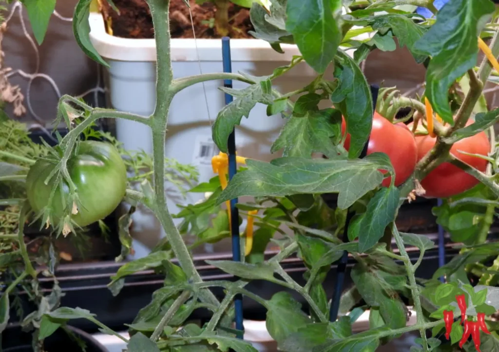 Caring for Indoor Tomato Plants - Burpee 'Steak Sandwich' Hybrid