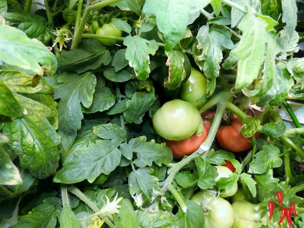 Growing Hydroponic Tomatoes