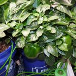 Hydroponic Gardening for Beginners: How To Grow and Harvest Hydroponic Tomatoes and Peppers