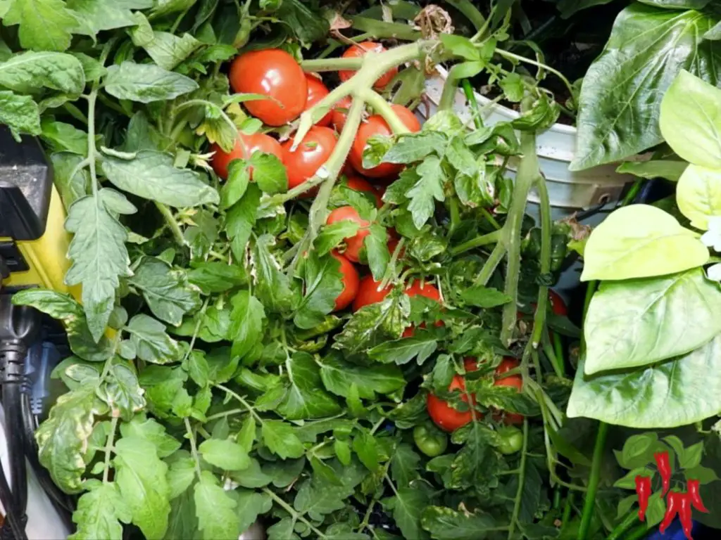 Indoor Organic Gardening Tips - Growing Tomatoes Indoors
