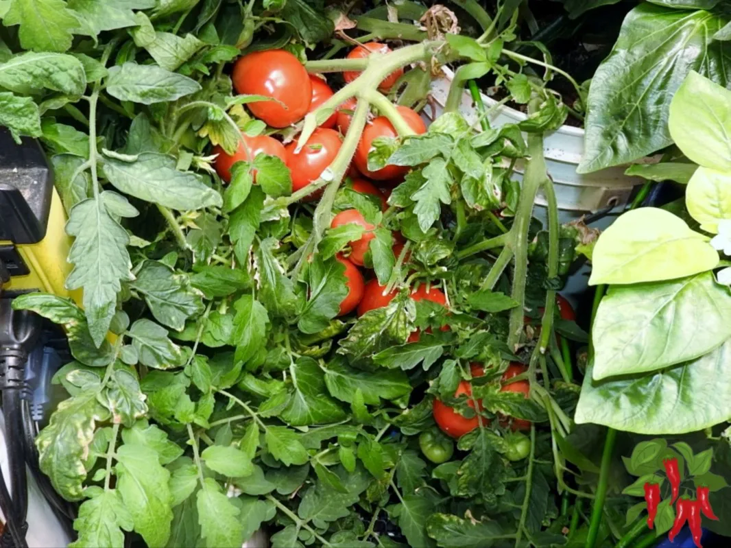 Growing Hydroponic Tomatoes and Peppers