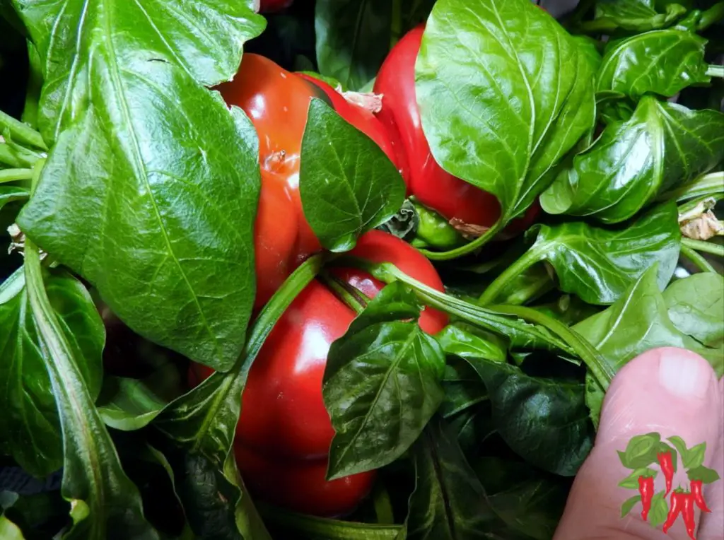 My Hydroponic Peppers