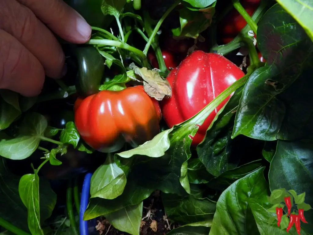 Lots of Hydroponic Peppers