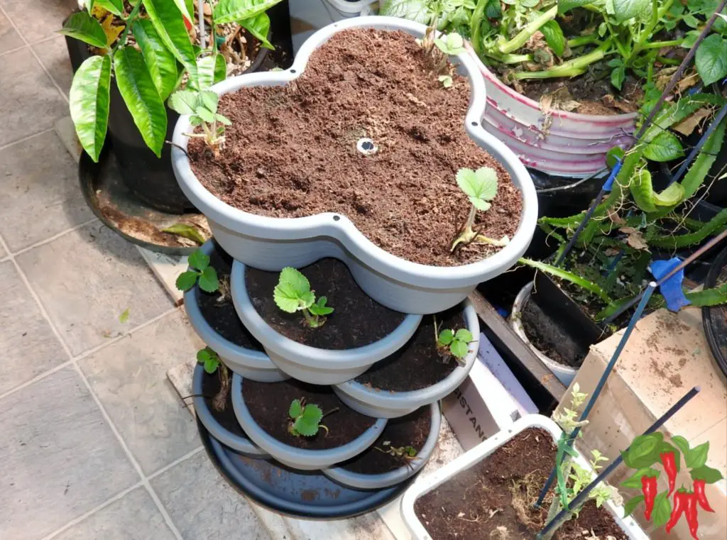 Young Seascape Strawberries in Vertical Planter