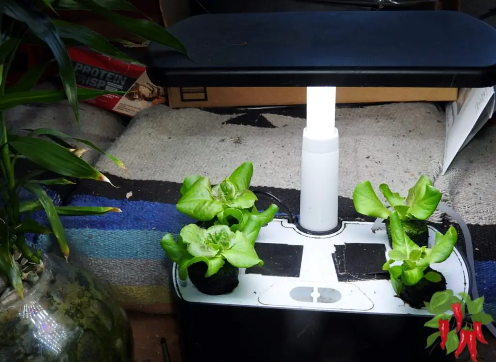 Unlocking the Potential of Your Urban Garden 9 Easy Tips Stay Green