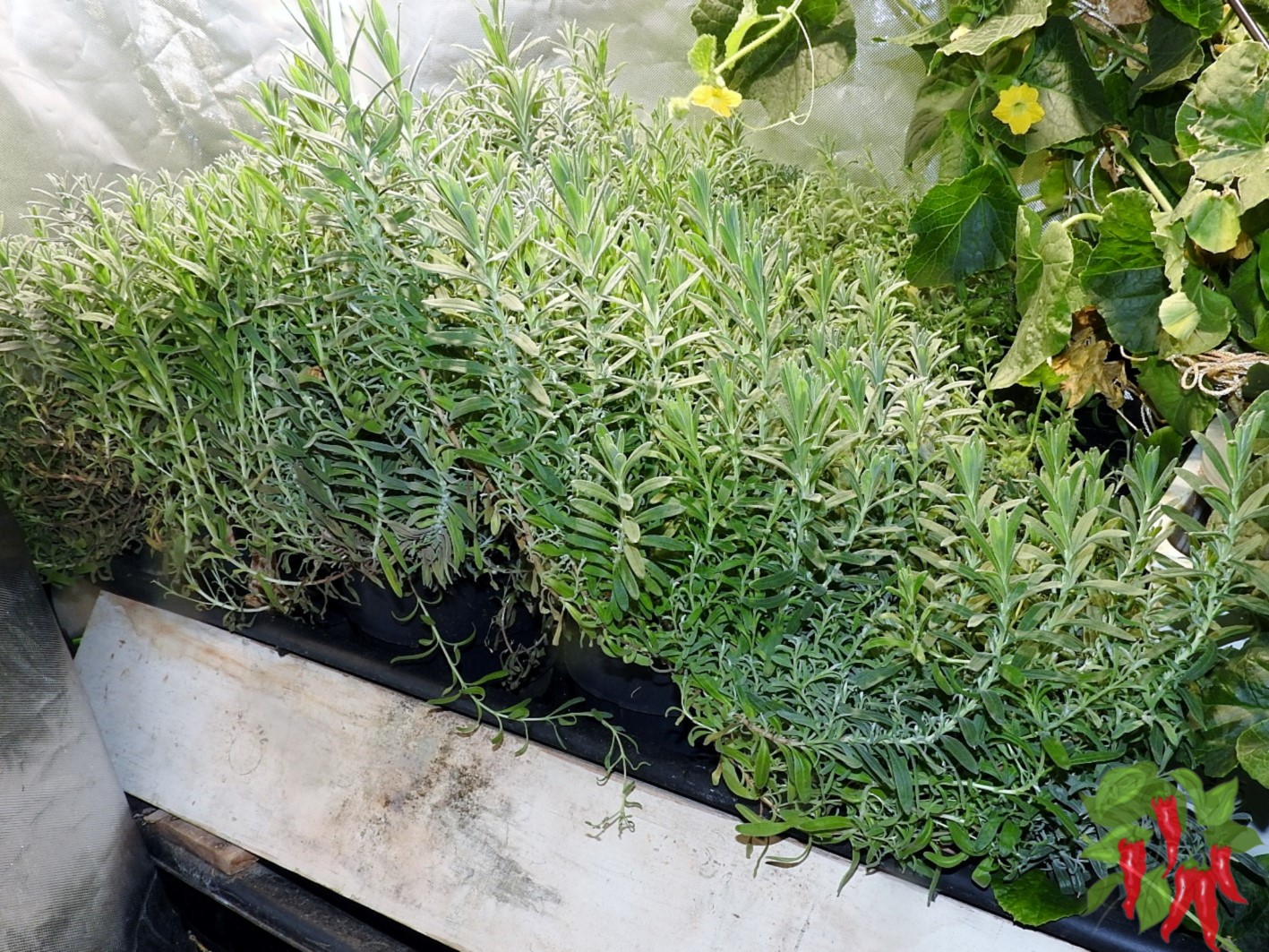 Growing Lavender Indoors in Pots