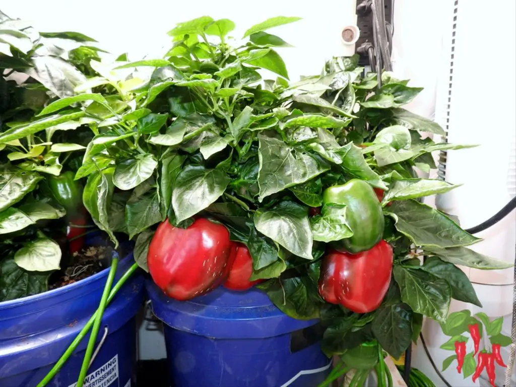 Importance of Hydroponic Systems