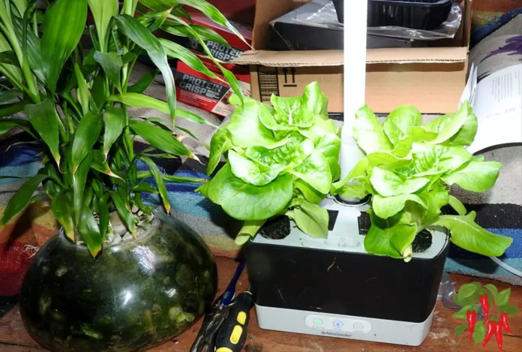 Growing AeroGarden Lettuce