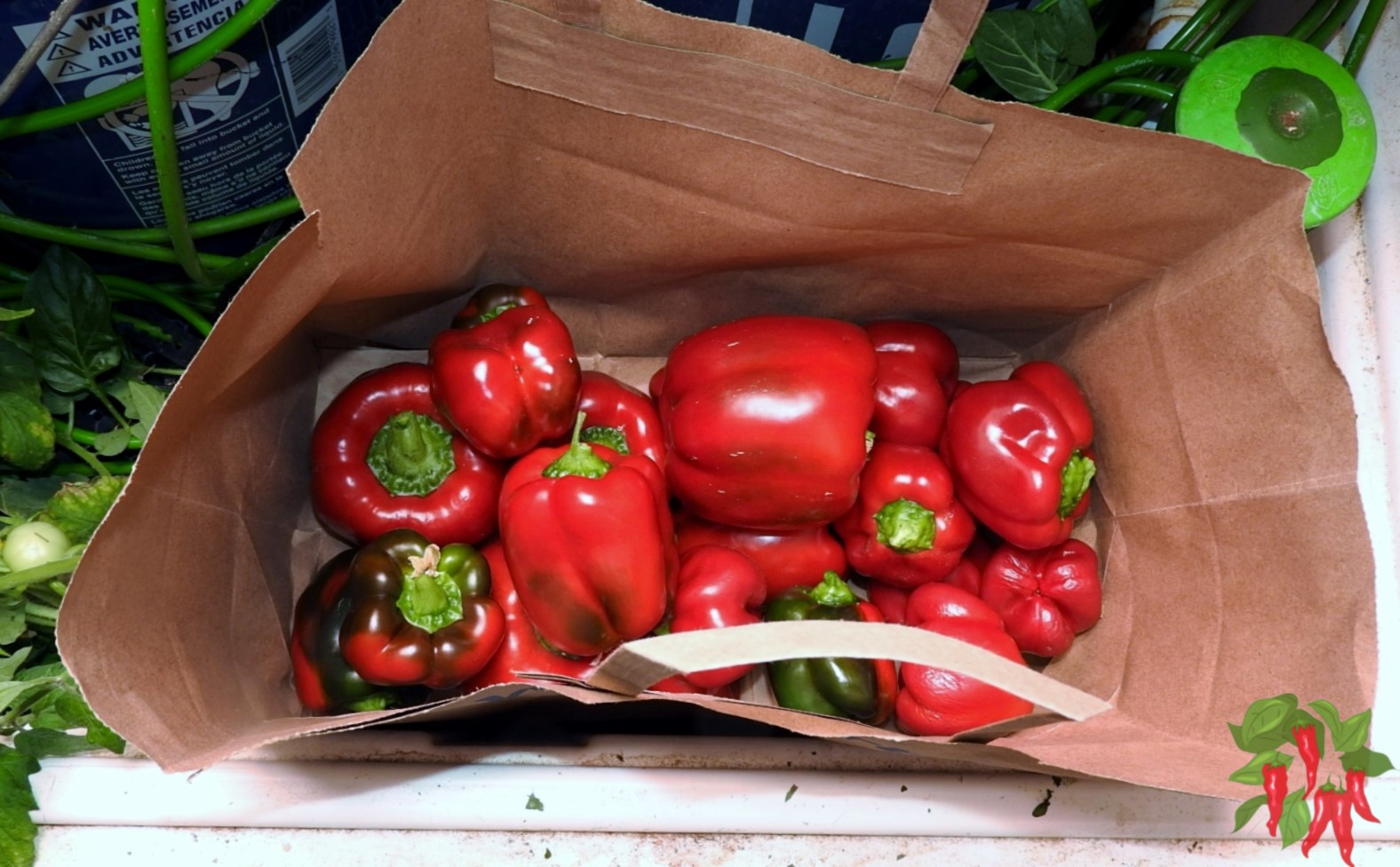 Hydroponic Peppers and Tomatoes Harvest Continues