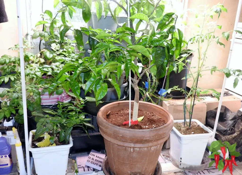 Small Farms Big Ideas a peek at my kitchen garden