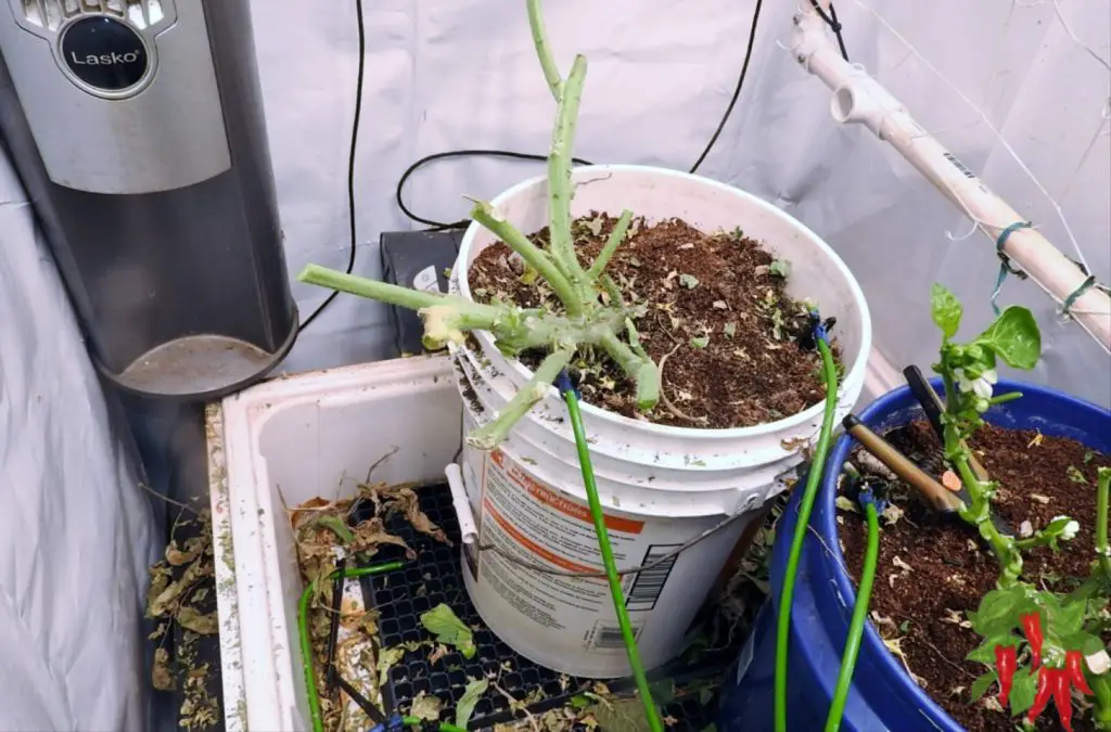 Tackling the Tomato Plant - Pruning it back
