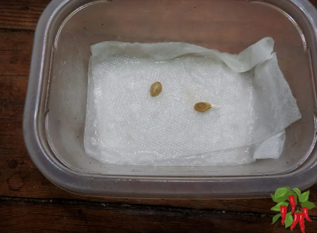 Germinating Seeds With Paper Towels - Growing Table Queen Squash showing a sprouted seed