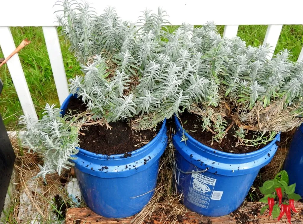 Transplanting Lavender Plants Outdoors -Munstead Lavender