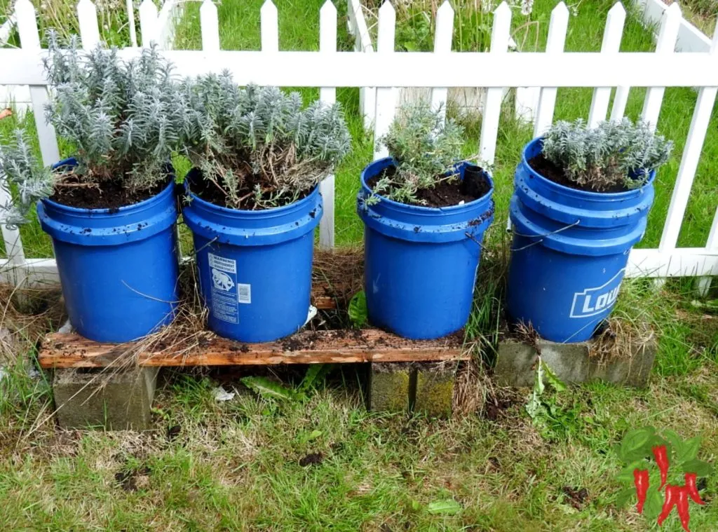 Transplanting Lavender Plants Outdoors