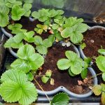 Growing Hydroponic Strawberries