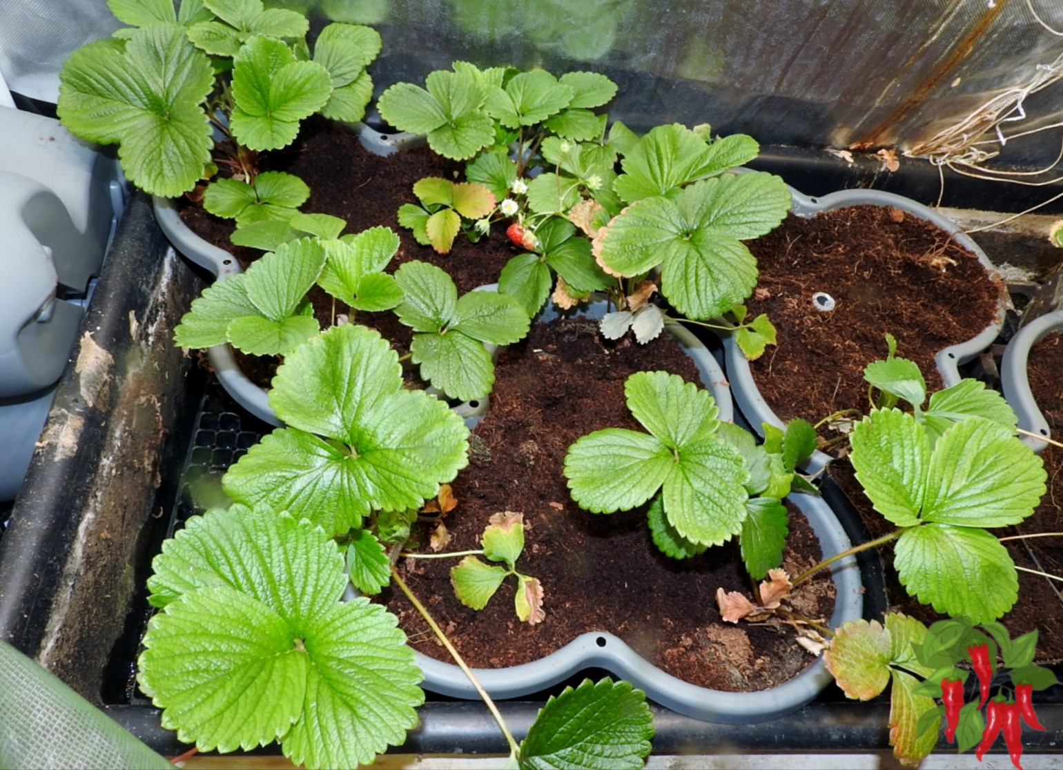 Growing Hydroponic Strawberries