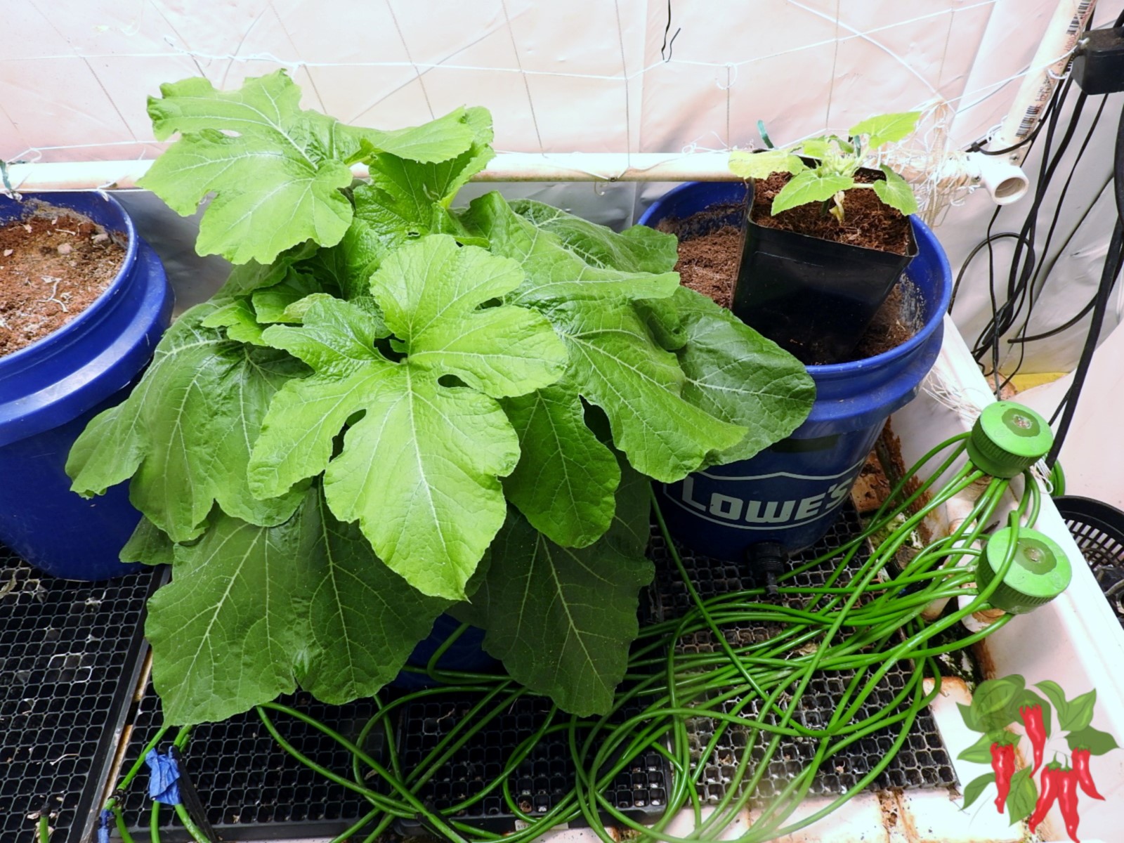 Growing Table Queen Squash: Tips and Tricks for Beginners - Stay Green ...