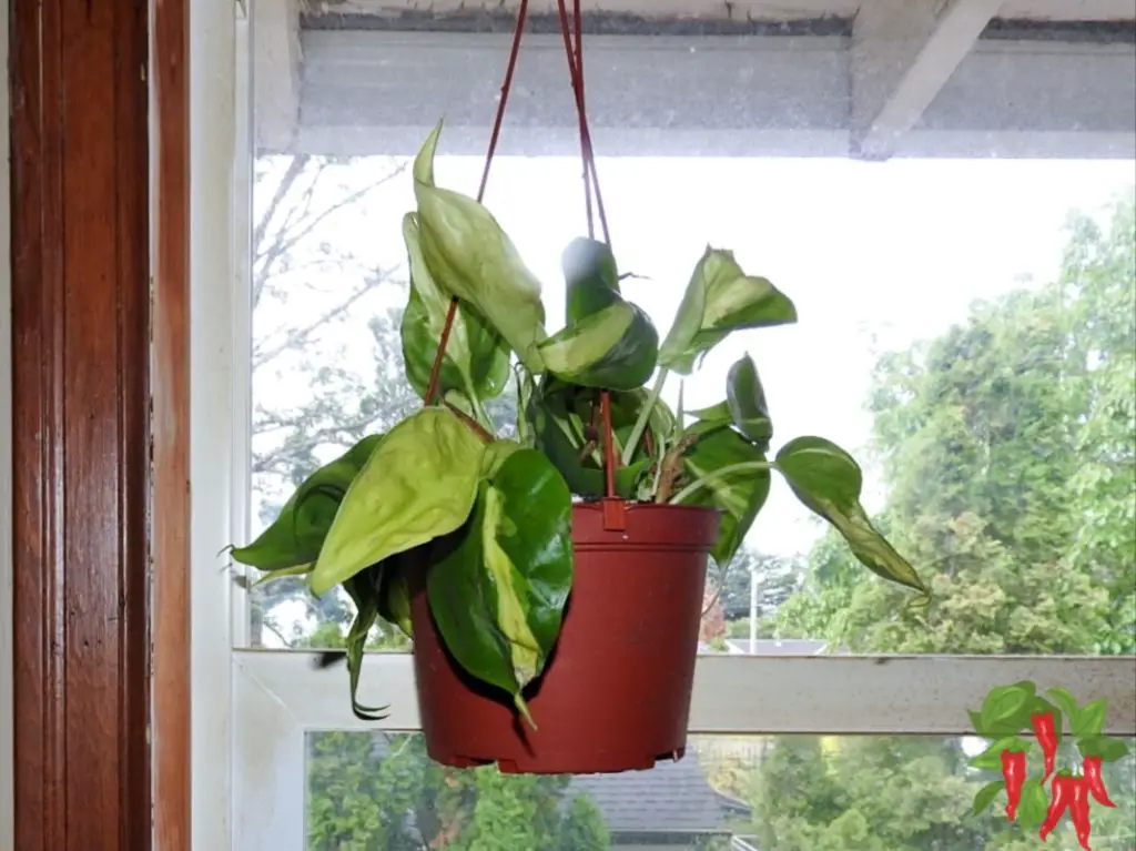 Heartleaf Philodendron Hanging Basket