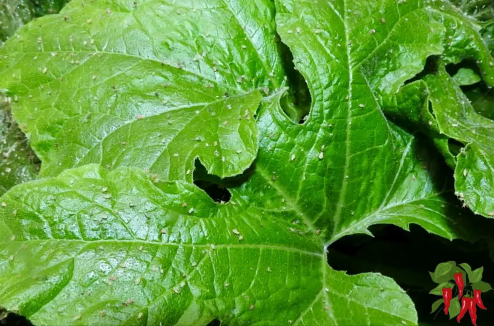 How To Get Rid of Aphids on Squash Plants