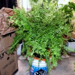 Boston Fern Indoor Care: Nephrolepis exaltata Easy Care Tips