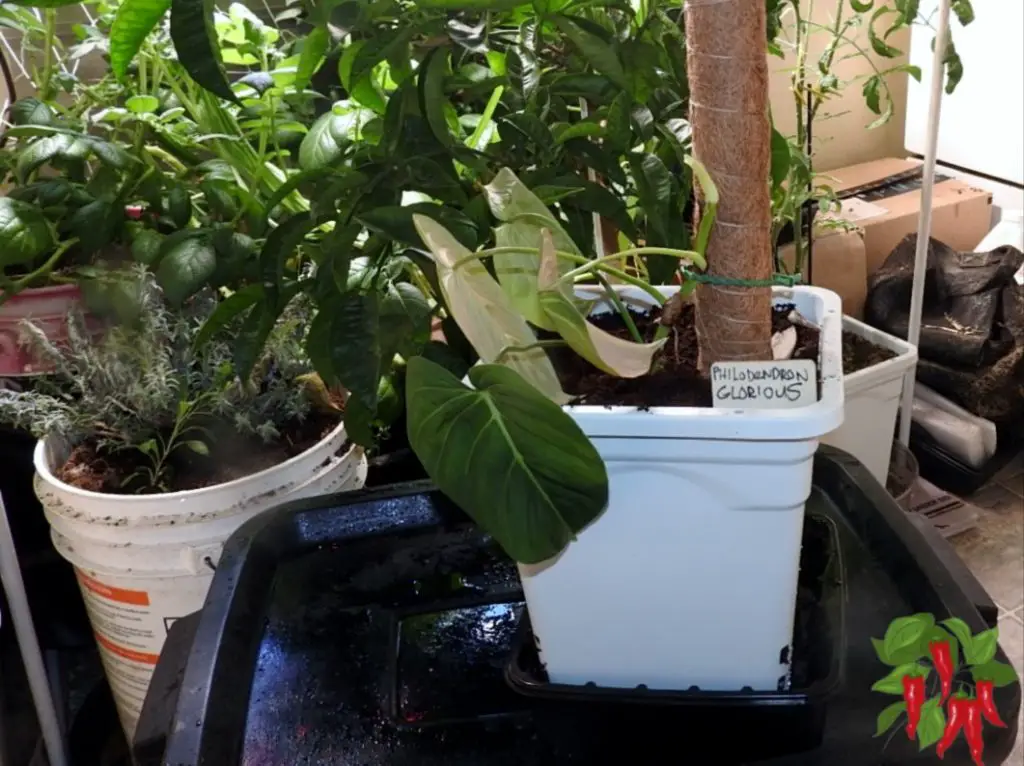 Tying Up The Stem on Glorious Philodendron