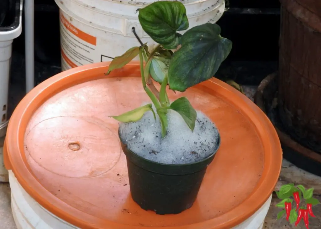 My Philodendron plowmanii unboxed